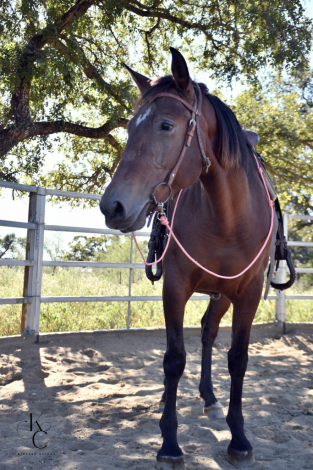 HorseID: 2305149 RHF Princessa - PhotoID: 1088436