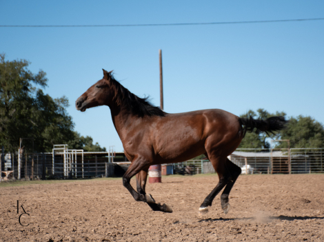 HorseID: 2305149 RHF Princessa - PhotoID: 1088437