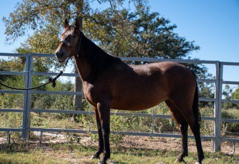 HorseID: 2305149 RHF Princessa - PhotoID: 1088438