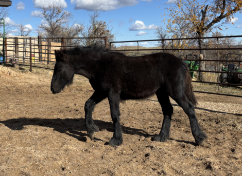 HorseID: 2305151 Fiddlehead Tannen of Legacy - PhotoID: 1088439