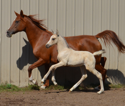 HorseID: 2305157 Starstruck SolarFlare - PhotoID: 1088461