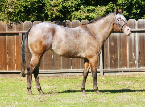 HorseID: 2305160 Bella - PhotoID: 1088440