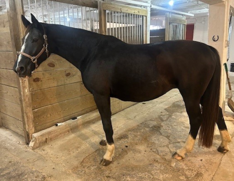 HorseID: 2305161 Sylve - PhotoID: 1088442