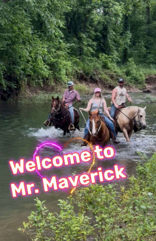 HorseID: 2305162 Maverick - PhotoID: 1088456