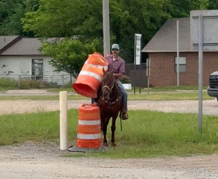 HorseID: 2305162 Maverick - PhotoID: 1088457