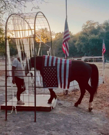 HorseID: 2305162 Maverick - PhotoID: 1088458