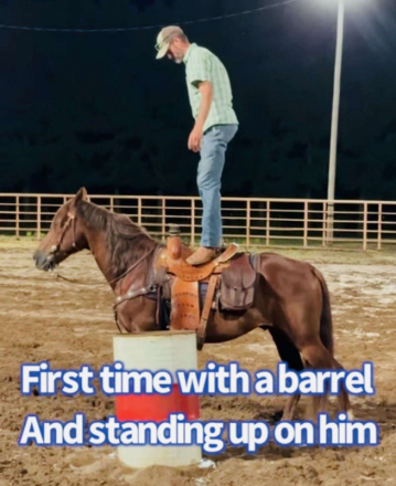 HorseID: 2305162 Maverick - PhotoID: 1088459