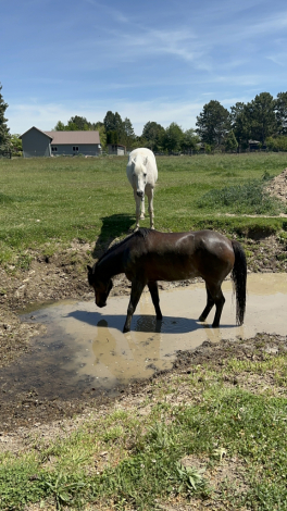 HorseID: 2305163 Pip the pony - PhotoID: 1088452