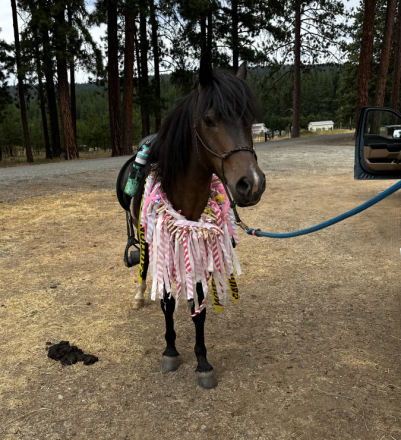 HorseID: 2305163 Pip the pony - PhotoID: 1088453