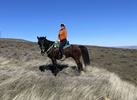 HorseID: 2305163 Pip the pony - PhotoID: 1088454