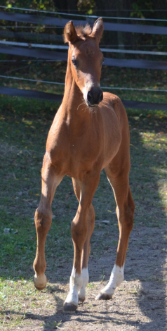 HorseID: 2305165 Starstruck Marcos - PhotoID: 1088460