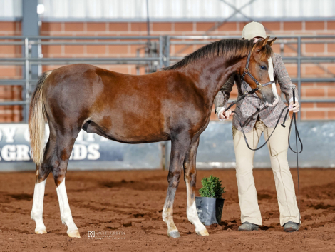 HorseID: 2305166 Pleasant Hill Gambit - PhotoID: 1088443
