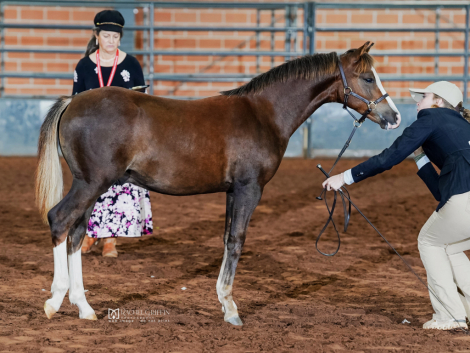 HorseID: 2305166 Pleasant Hill Gambit - PhotoID: 1088444