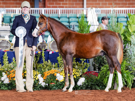 HorseID: 2305166 Pleasant Hill Gambit - PhotoID: 1088445