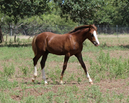 HorseID: 2305166 Pleasant Hill Gambit - PhotoID: 1088446