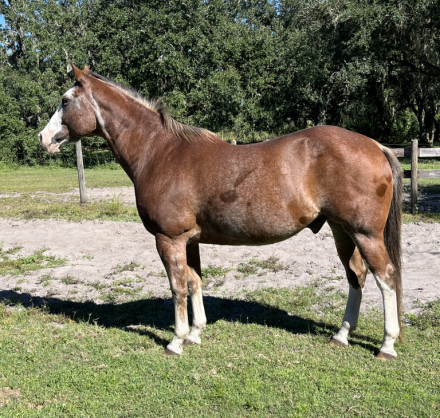 HorseID: 2305168 DWF  CLINT EASTWOOD - PhotoID: 1088465