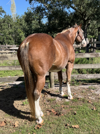 HorseID: 2305168 DWF  CLINT EASTWOOD - PhotoID: 1088466