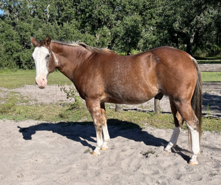 HorseID: 2305168 DWF  CLINT EASTWOOD - PhotoID: 1088467