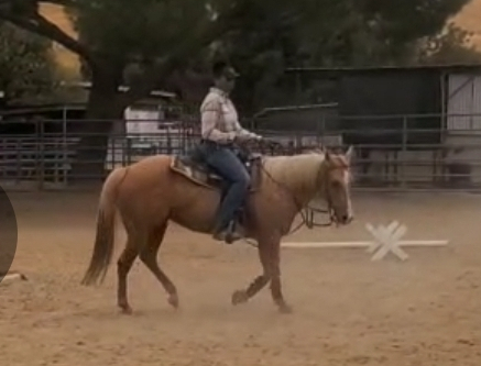 HorseID: 2305172 Golden Opertunity - PhotoID: 1088751