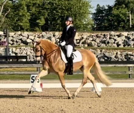 HorseID: 2305175 Conner B - PhotoID: 1088469