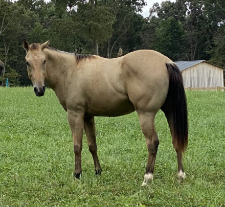 HorseID: 2305178 Im Extra Macho Kid - PhotoID: 1088527