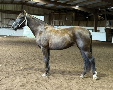 HorseID: 2305185 Inkie - PhotoID: 1088474