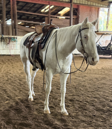 HorseID: 2305187 Ella - PhotoID: 1088475