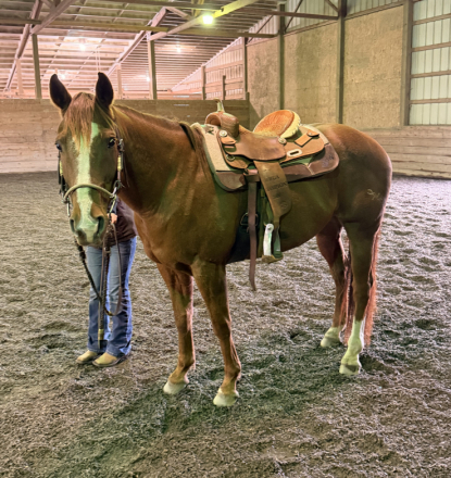 HorseID: 2305191 Ima Blurr In Houston - PhotoID: 1088921