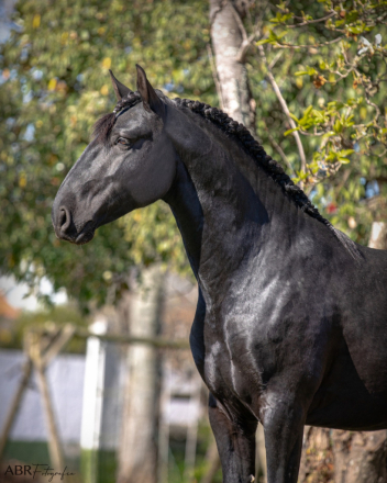 HorseID: 2305195 Pollux do cais - PhotoID: 1088478