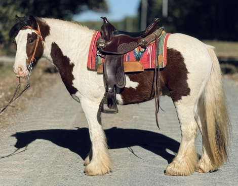 HorseID: 2305196 Stardust’s Don Juan - PhotoID: 1088479