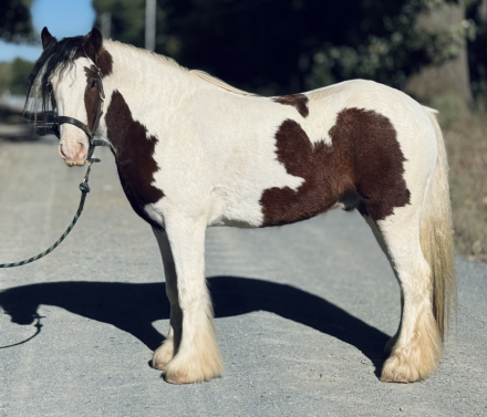 HorseID: 2305196 Stardust’s Don Juan - PhotoID: 1088480