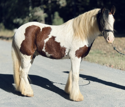 HorseID: 2305196 Stardust’s Don Juan - PhotoID: 1088481