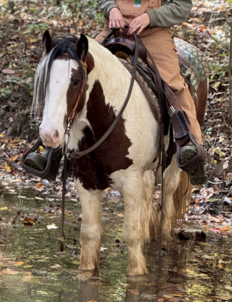 HorseID: 2305196 Stardust’s Don Juan - PhotoID: 1088482