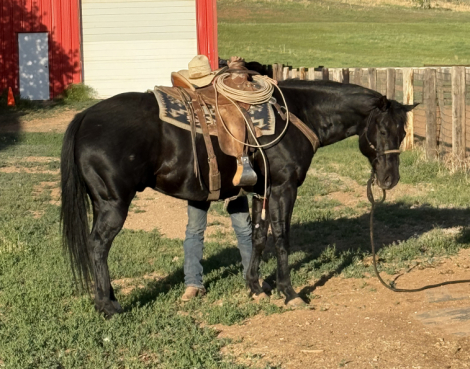 HorseID: 2305198 Black Tie Option - PhotoID: 1088486