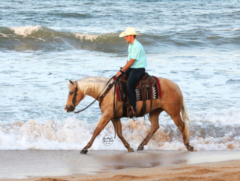 HorseID: 2305199 Mello Yellow Chex - PhotoID: 1088487