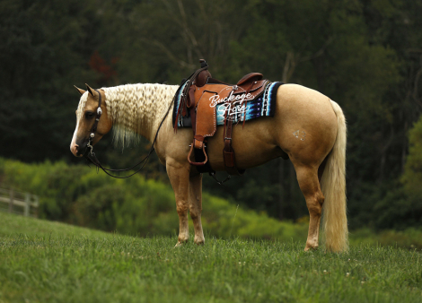 HorseID: 2305199 Mello Yellow Chex - PhotoID: 1088488