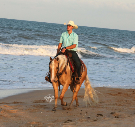 HorseID: 2305199 Mello Yellow Chex - PhotoID: 1088489