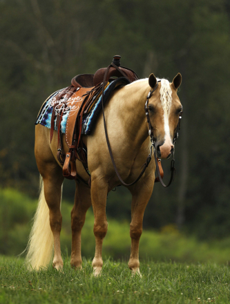 HorseID: 2305199 Mello Yellow Chex - PhotoID: 1088490