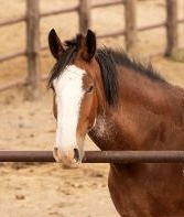 HorseID: 2305200 BEN - PhotoID: 1088491