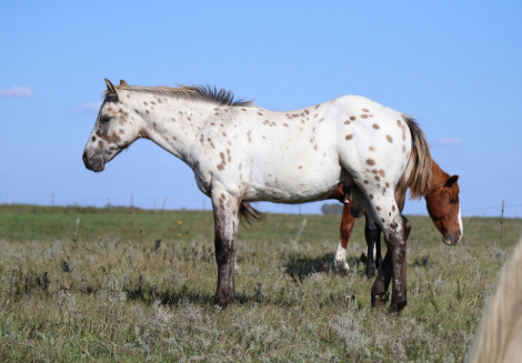 HorseID: 2305202 DUDES DIPPIN DOTS - PhotoID: 1088492