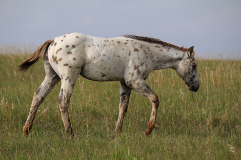 HorseID: 2305202 DUDES DIPPIN DOTS - PhotoID: 1088493