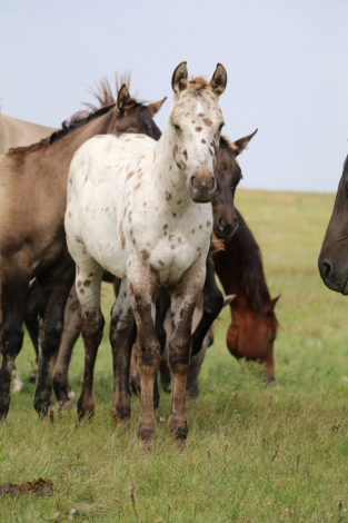 HorseID: 2305202 DUDES DIPPIN DOTS - PhotoID: 1088494
