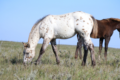 HorseID: 2305202 DUDES DIPPIN DOTS - PhotoID: 1088495