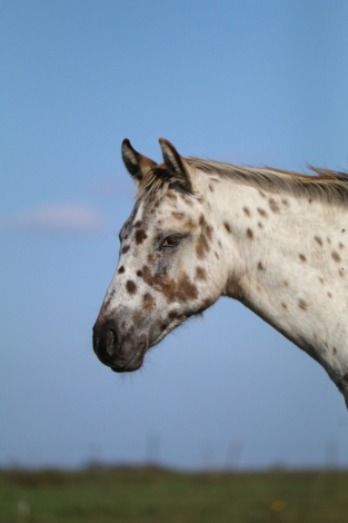HorseID: 2305202 DUDES DIPPIN DOTS - PhotoID: 1088496