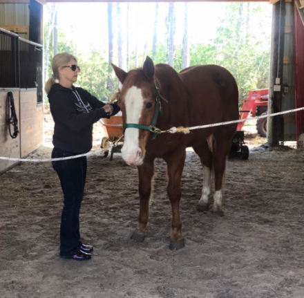 HorseID: 2305203 Sonny - PhotoID: 1088498