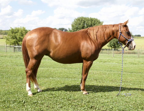 HorseID: 2305206 COLONELSMOKINGHEART - PhotoID: 1088668