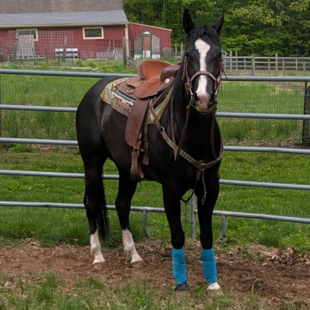 HorseID: 2305209 Sparkles Blu Jag - PhotoID: 1088499