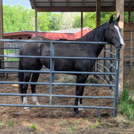 HorseID: 2305209 Sparkles Blu Jag - PhotoID: 1088500