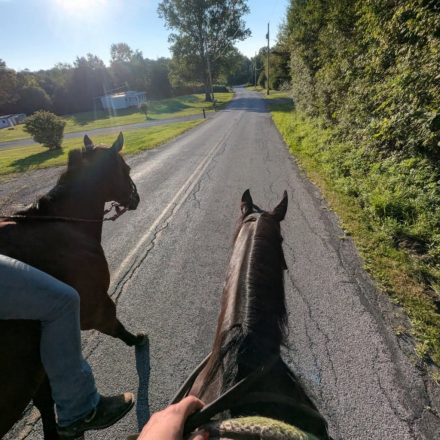 HorseID: 2305209 Sparkles Blu Jag - PhotoID: 1088501