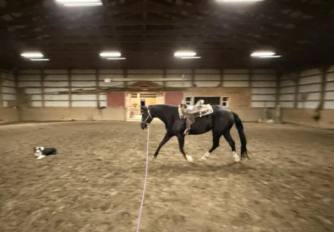 HorseID: 2305209 Sparkles Blu Jag - PhotoID: 1088502